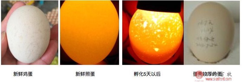 鸡蛋交易市场：一场无声的博弈